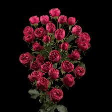 Pink Roses